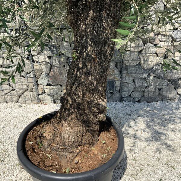 Gnarled Olive Tree J566 - Image 4