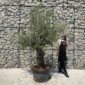 Gnarled Olive Tree J567