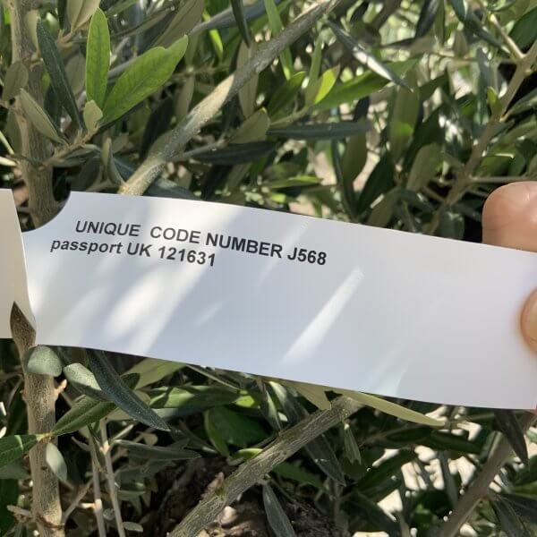 Gnarled Olive Tree J568 - Image 2