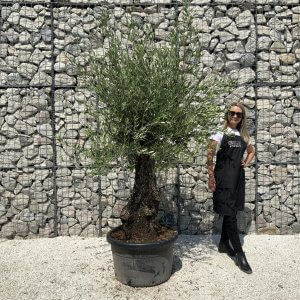 Gnarled Olive Tree J568