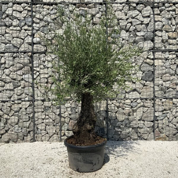 Gnarled Olive Tree J568 - Image 4