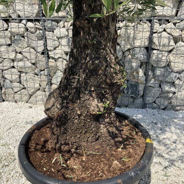 Gnarled Olive Tree J568 - Image 3