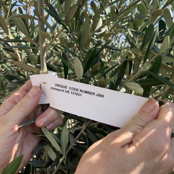 Gnarled Olive Tree J569 - Image 3