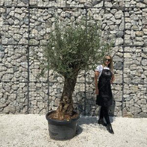Gnarled Olive Tree J569