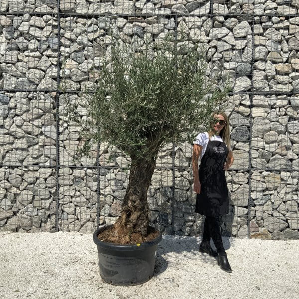 Gnarled Olive Tree J569
