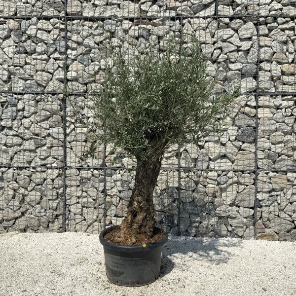 Gnarled Olive Tree J569 - Image 2