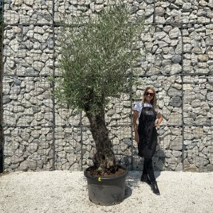 Gnarled Olive Tree J570