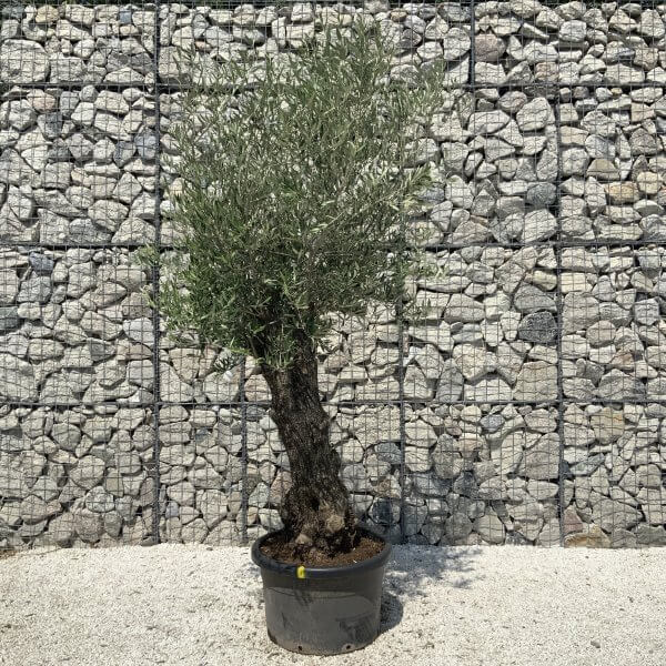 Gnarled Olive Tree J570 - Image 3