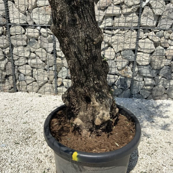 Gnarled Olive Tree J570 - Image 4