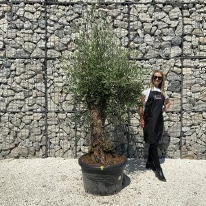 Gnarled Olive Tree J572