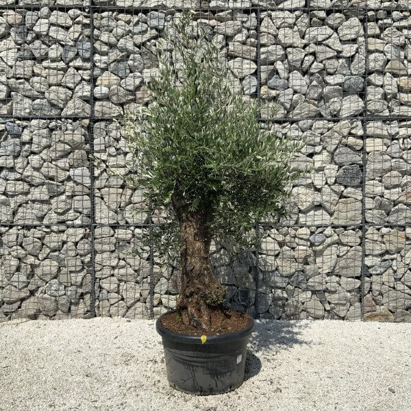 Gnarled Olive Tree J572 - Image 3
