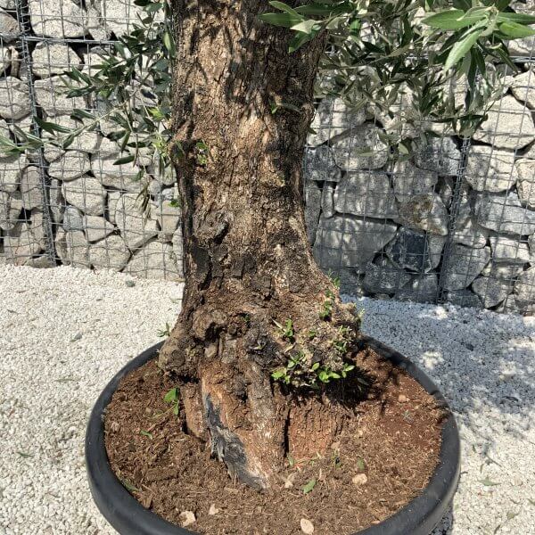Gnarled Olive Tree J572 - Image 4