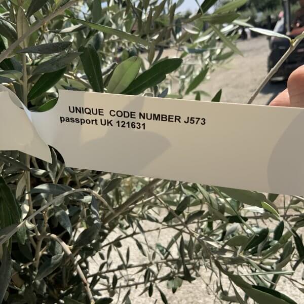 Gnarled Olive Tree J573 - Image 2