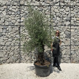 Gnarled Olive Tree J573