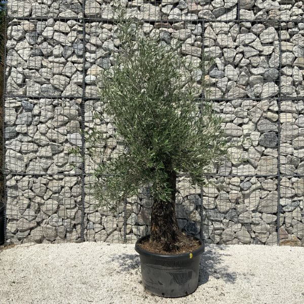 Gnarled Olive Tree J573 - Image 3