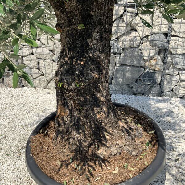 Gnarled Olive Tree J573 - Image 4
