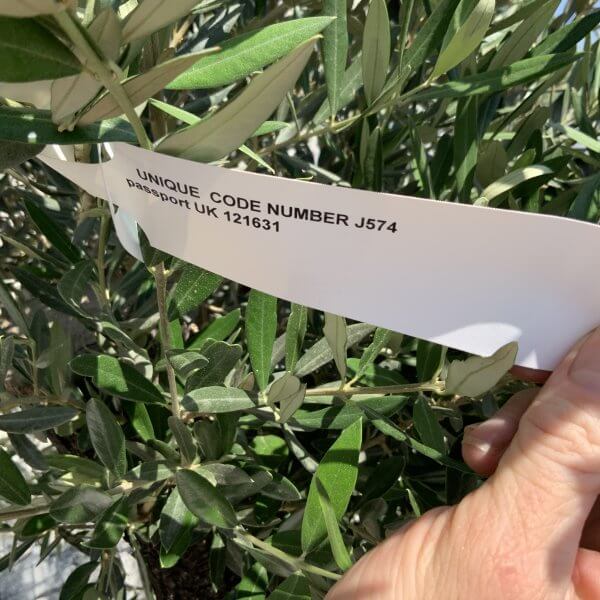 Gnarled Olive Tree J574 - Image 2
