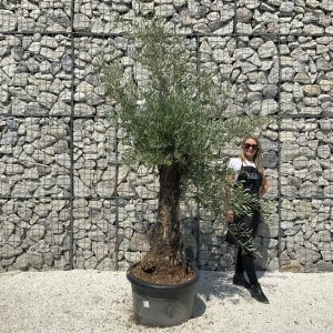Gnarled Olive Tree J574
