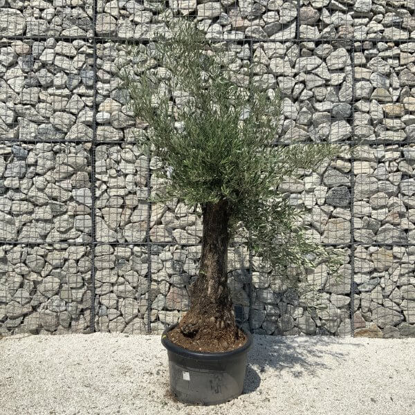 Gnarled Olive Tree J574 - Image 4