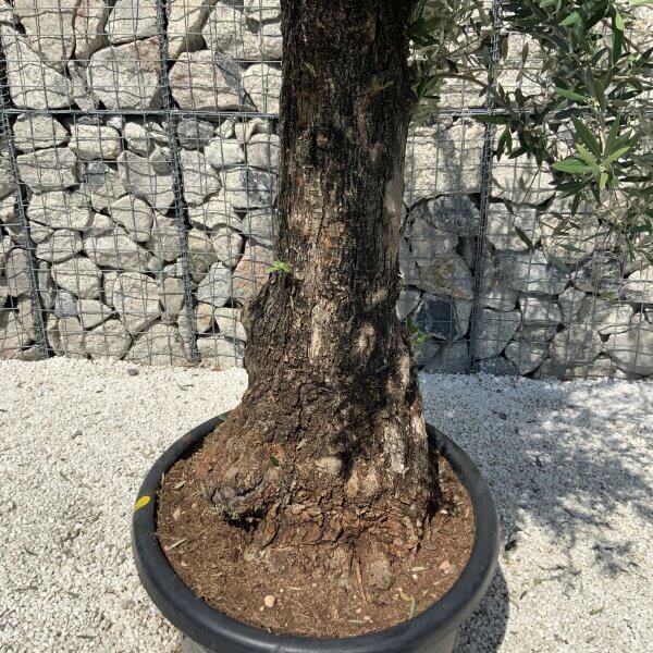 Gnarled Olive Tree J574 - Image 3