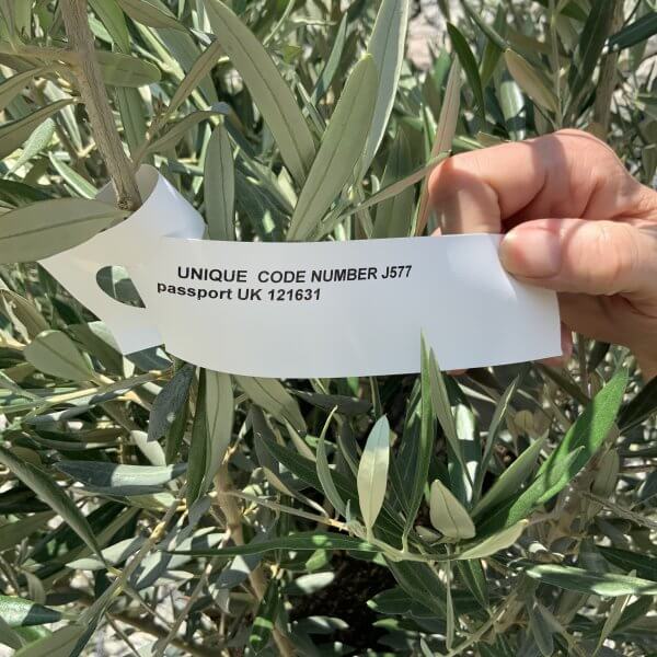 Gnarled Olive Tree J577 - Image 3
