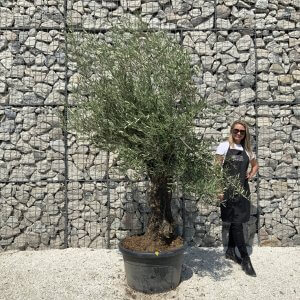Gnarled Olive Tree J577