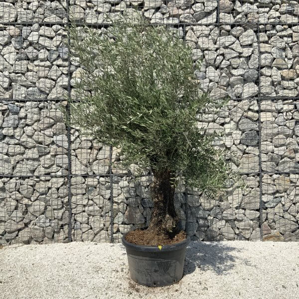 Gnarled Olive Tree J577 - Image 2
