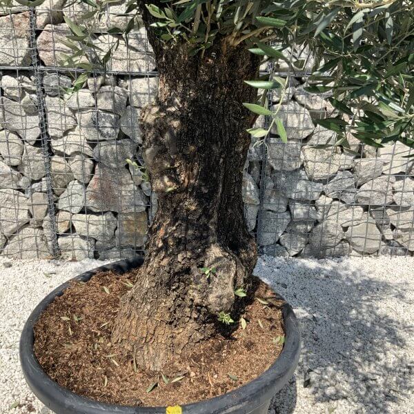 Gnarled Olive Tree J577 - Image 4