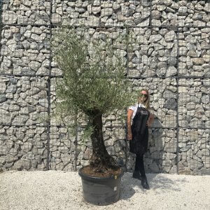 Gnarled Olive Tree J581