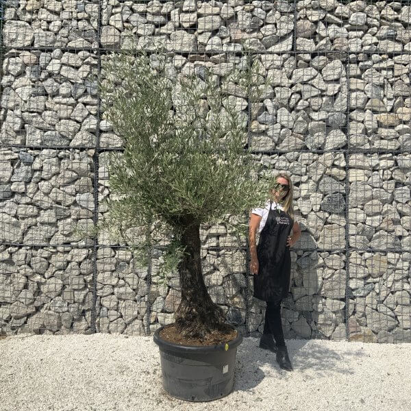 Gnarled Olive Tree J581