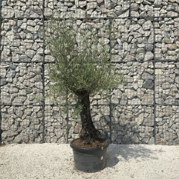 Gnarled Olive Tree J581 - Image 3