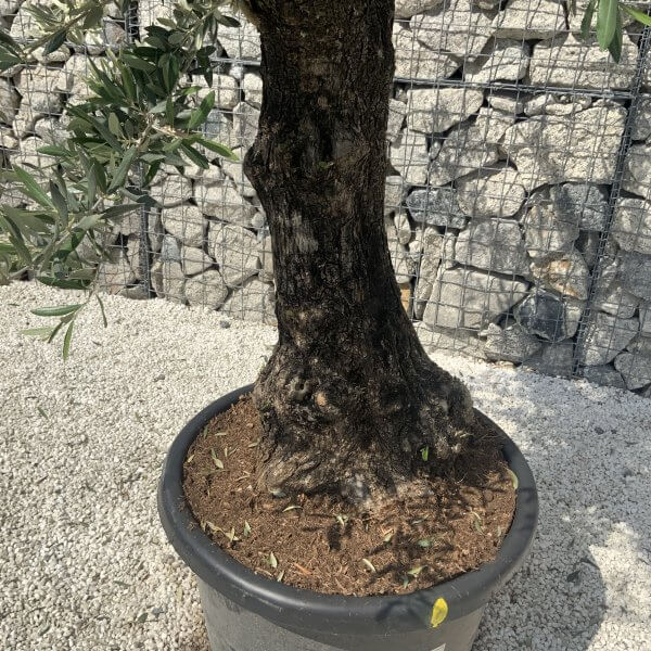 Gnarled Olive Tree J581 - Image 4