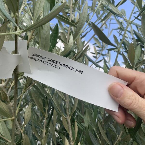 Gnarled Olive Tree J585 - Image 2