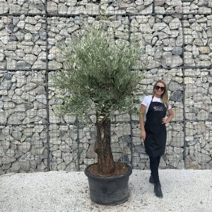 Gnarled Olive Tree J585