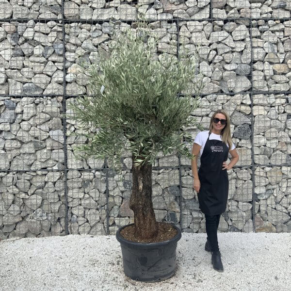 Gnarled Olive Tree J585