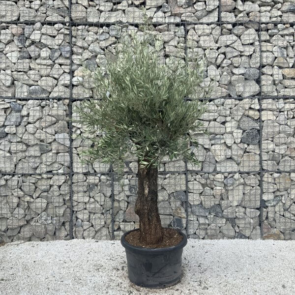 Gnarled Olive Tree J585 - Image 3