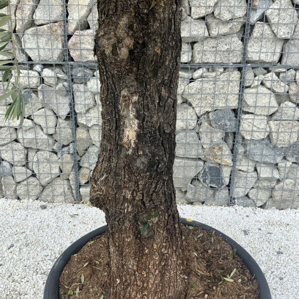 Gnarled Olive Tree J585 - Image 4