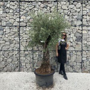 Gnarled Olive Tree J586