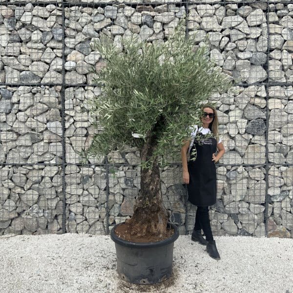 Gnarled Olive Tree J586