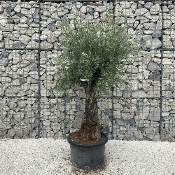 Gnarled Olive Tree J586 - Image 3