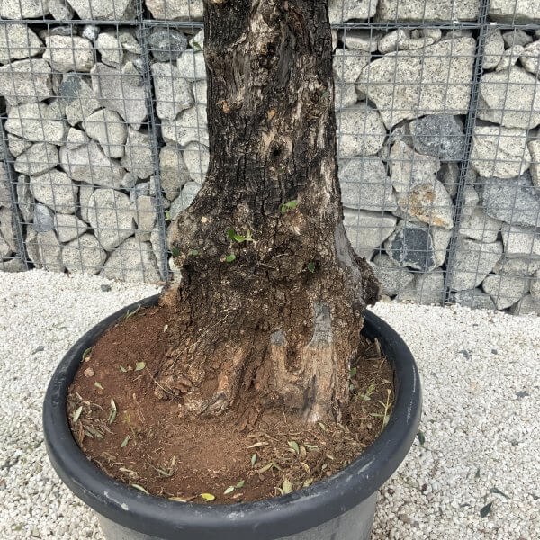 Gnarled Olive Tree J586 - Image 4