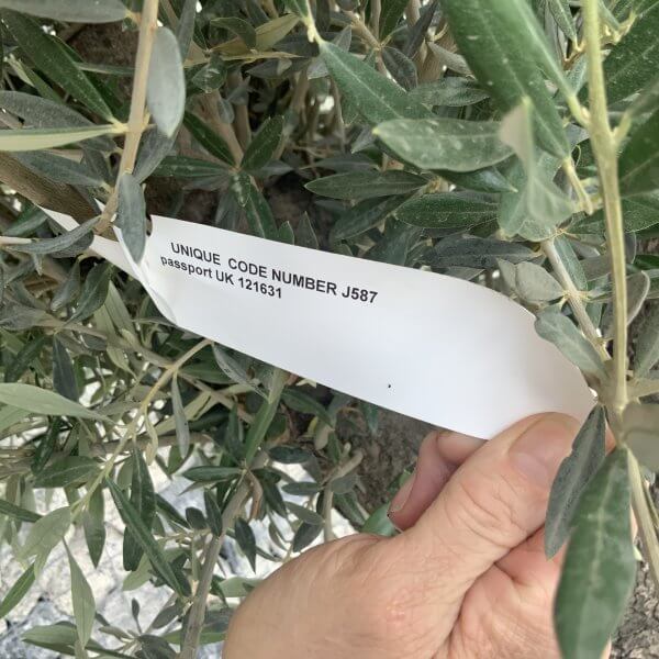 Gnarled Olive Tree J587 - Image 4