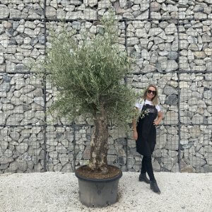Gnarled Olive Tree J587