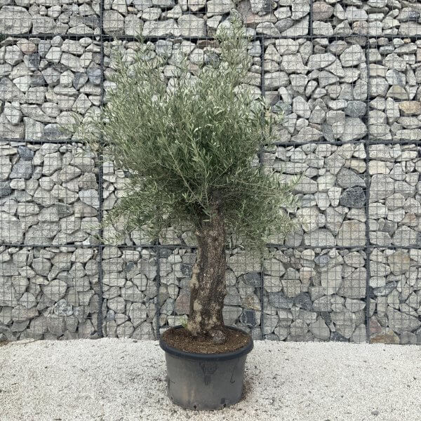 Gnarled Olive Tree J587 - Image 2