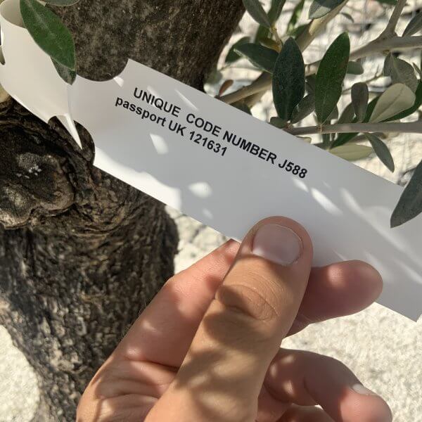 Gnarled Olive Tree J588 - Image 2