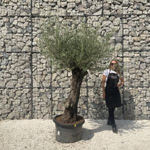 Gnarled Olive Tree J588
