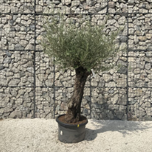 Gnarled Olive Tree J588 - Image 3