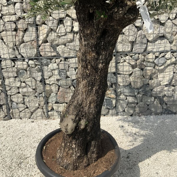 Gnarled Olive Tree J588 - Image 4