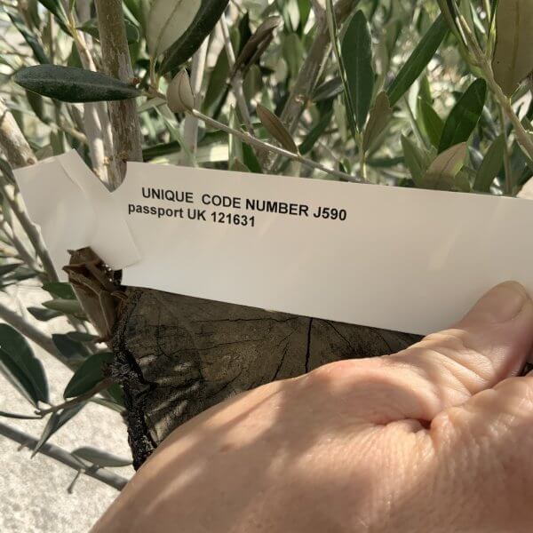 Gnarled Olive Tree J590 - Image 2