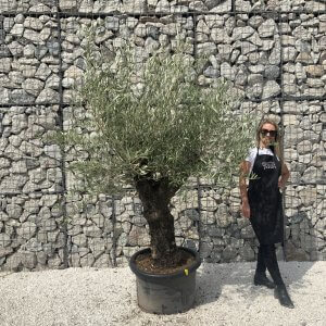 Gnarled Olive Tree J590